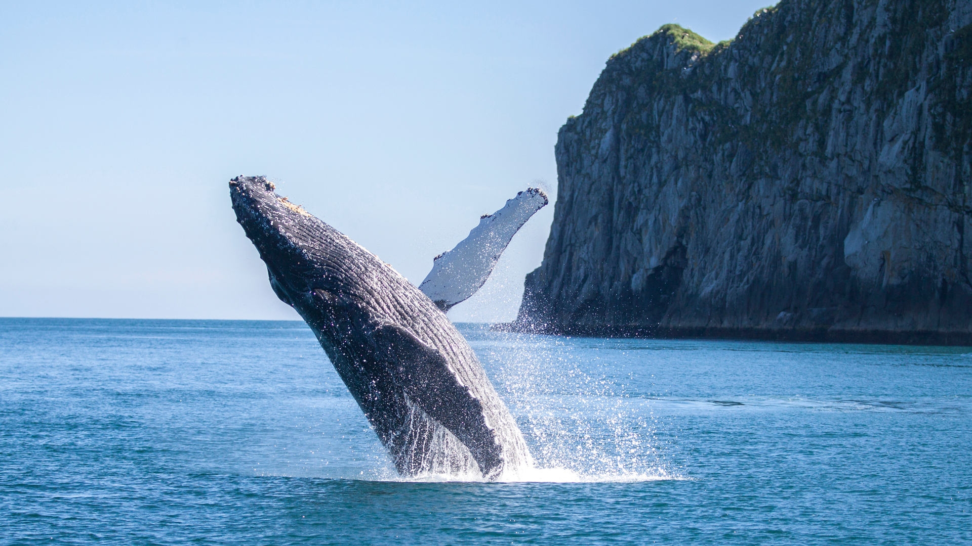 Spirit of Matushka – a Quad V8 catamaran for best whale cruises in ...